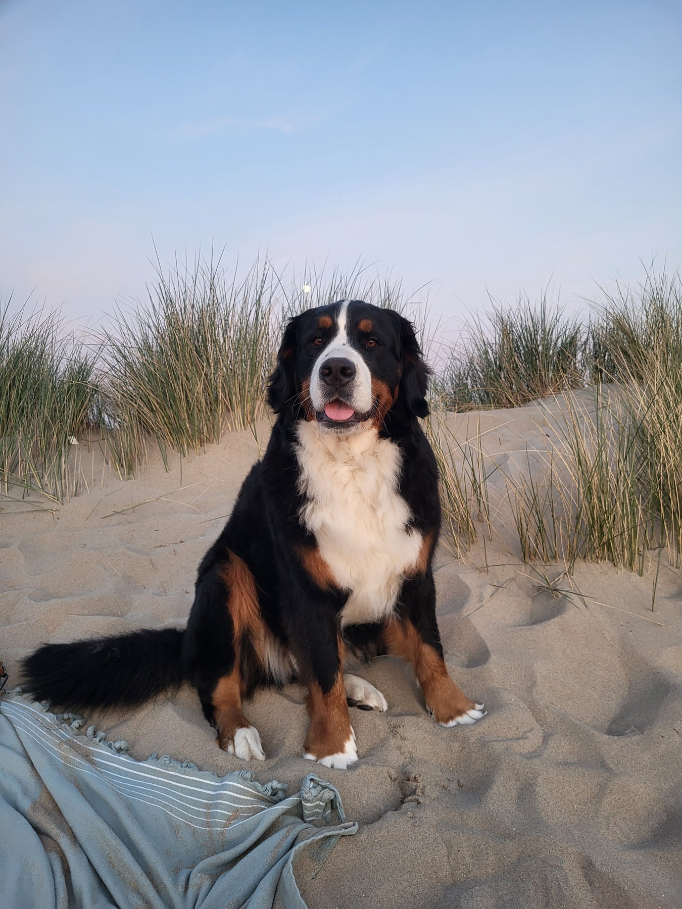 Berner Sennen zittend tussen het duingras op het strand